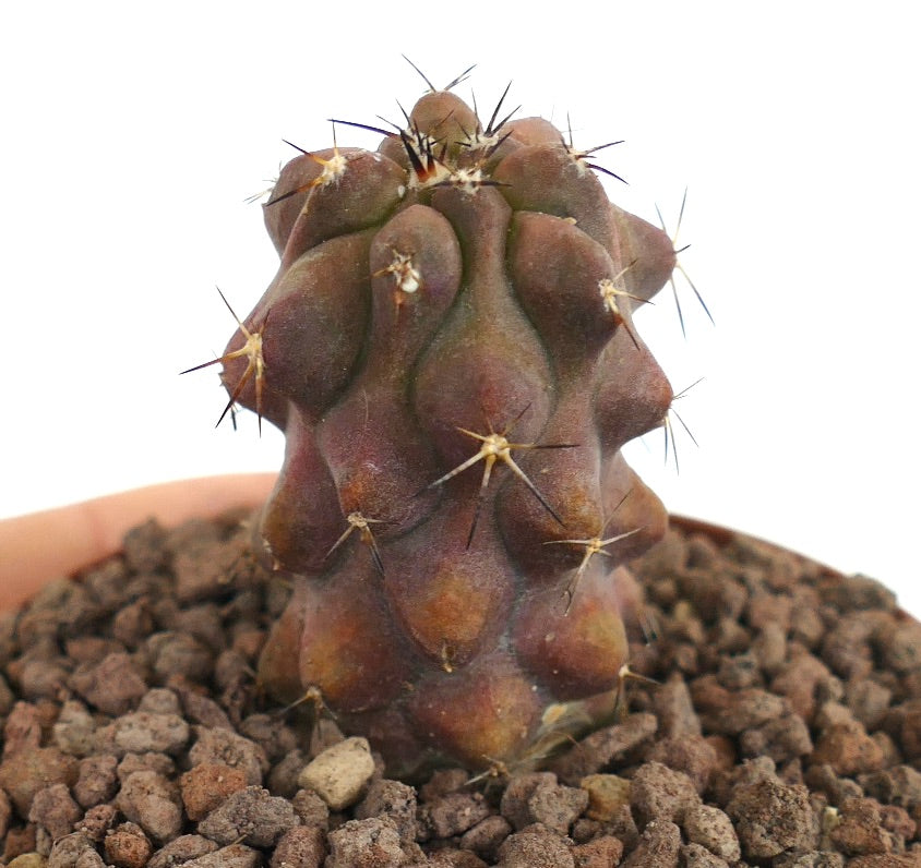 Copiapoa cinerea x Copiapoa cinerea var. nuda rare succulent cactus with dark spines and textured surface