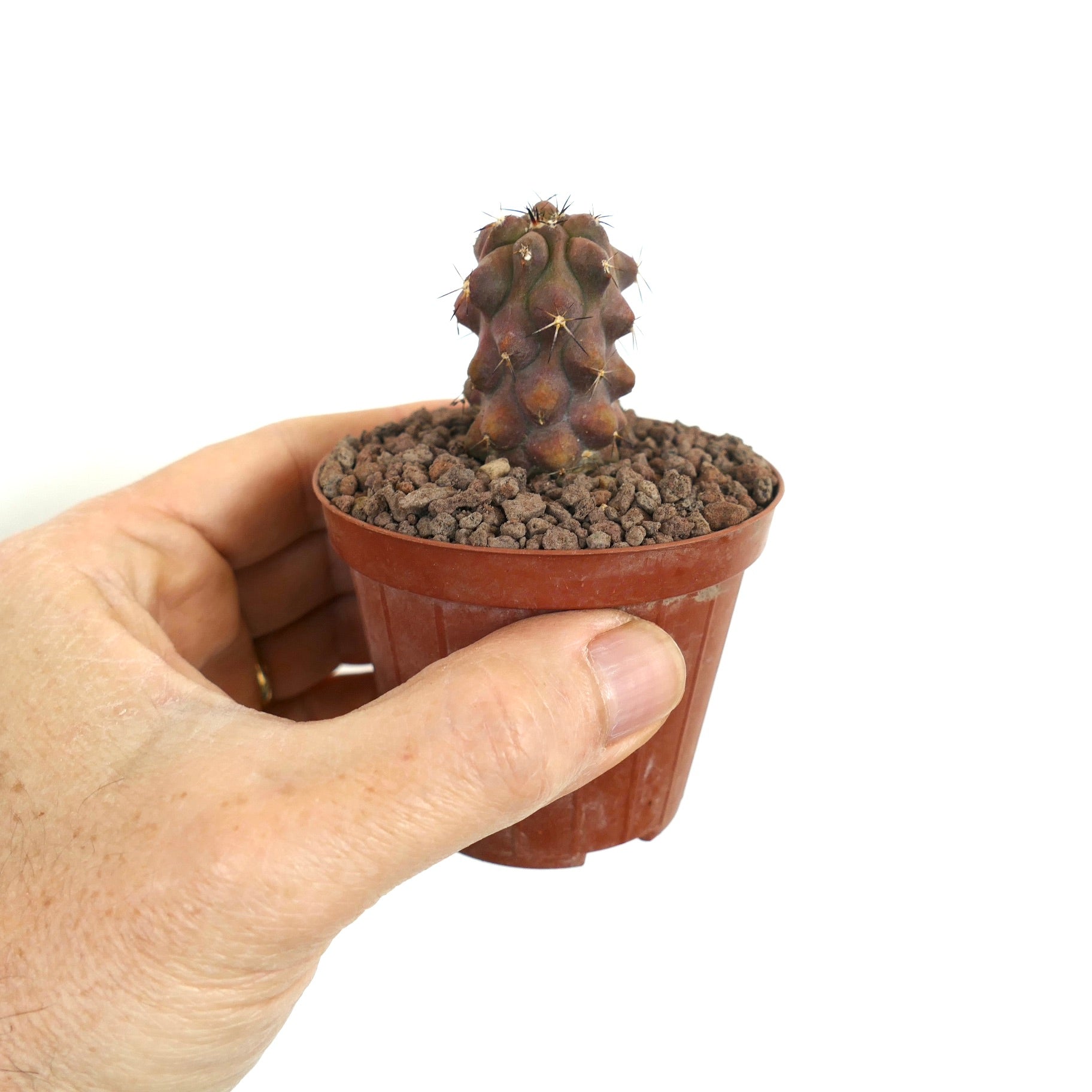 Copiapoa cinerea x Copiapoa cinerea var. nuda small rare cactus with rounded tubercles and short spines