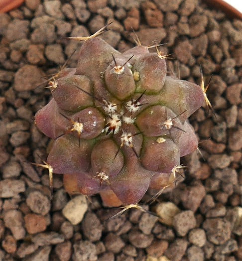 Copiapoa cinerea rare succulent cactus with rounded tubercles and sharp spines in rocky soil