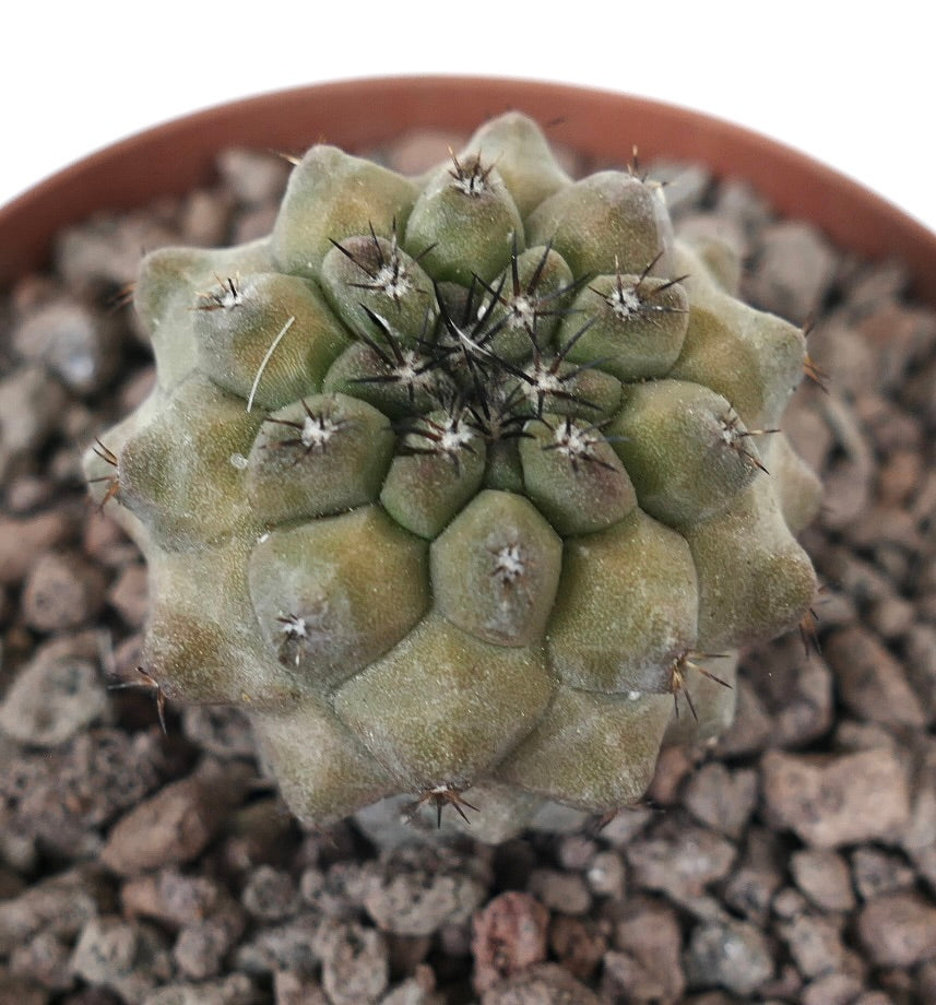 Copiapoa cinerea x Copiapoa hypogaea kleine Stacheln, sukkulenter Kaktus mit grünlichgrauen Warzen und scharfen schwarzen Stacheln