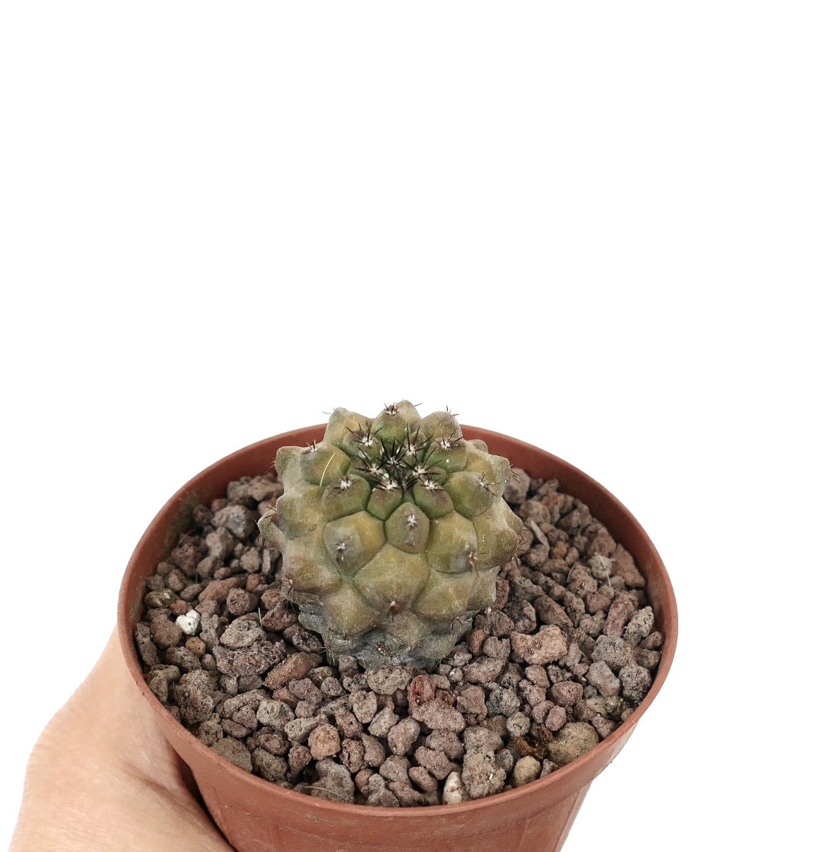 Copiapoa cinerea, sukkulente Kaktus mit kleinen Stacheln in einem braunen Topf auf felsigem Boden
