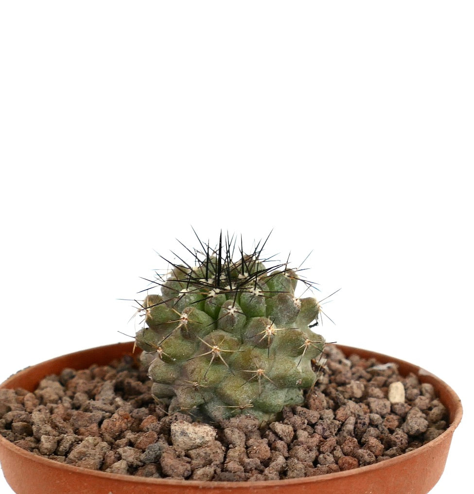 Copiapoa cinerea small green cactus with dense black spines in terracotta pot