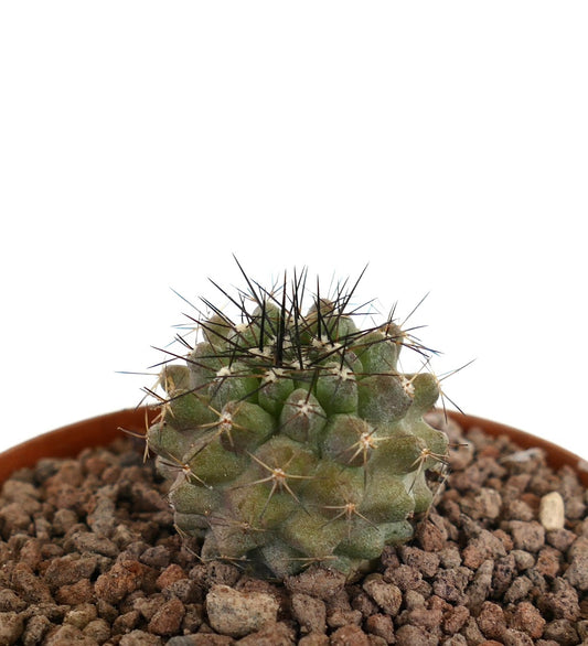 Copiapoa cinerea succulent cactus with dense black spines and textured green body in pot