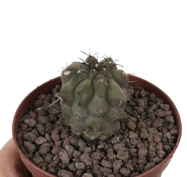Copiapoa cinerea x Copiapoa dealbata kleine sukkulente Kaktee mit abgerundeten Warzen und spärlichen Dornen