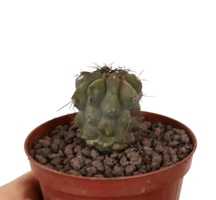 Kleiner seltener Sukkulenten-Kaktus Copiapoa cinerea x Copiapoa dealbata mit Stacheln im Topf