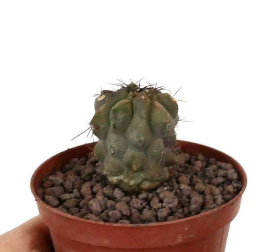 Kleiner seltener Sukkulenten-Kaktus Copiapoa cinerea x Copiapoa dealbata mit Stacheln im Topf