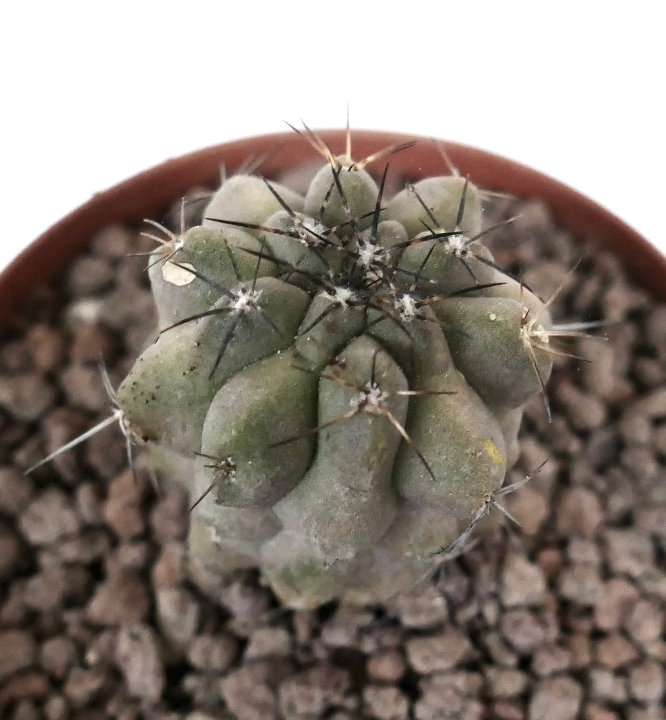 Copiapoa cinerea x Copiapoa dealbata seltener Kaktus mit dicken Warzen und dunklen Stacheln im Topf