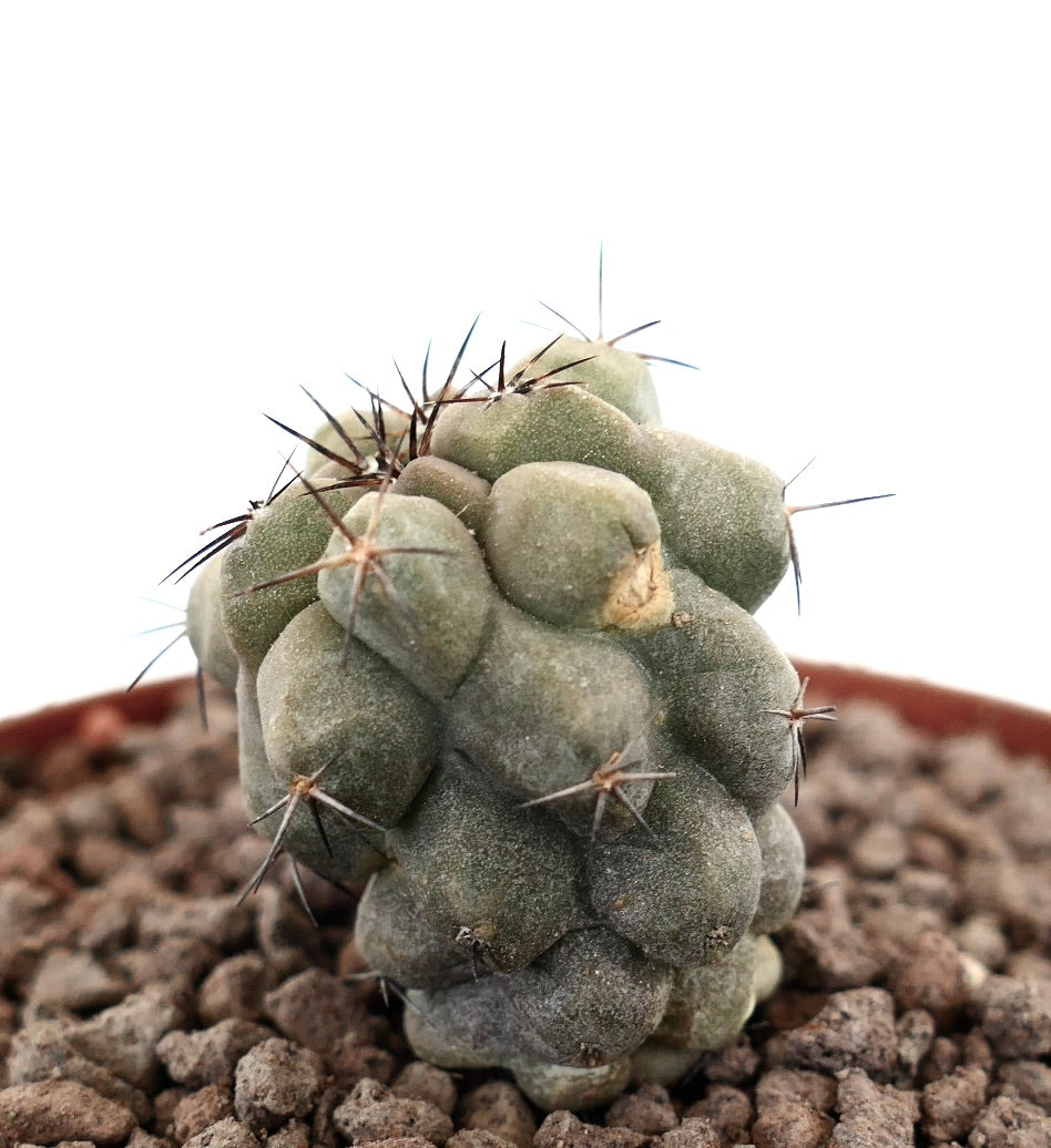 Copiapoa cinerea raro cactus succulento con spine corte scure e tubercoli grigio-verdi strutturati