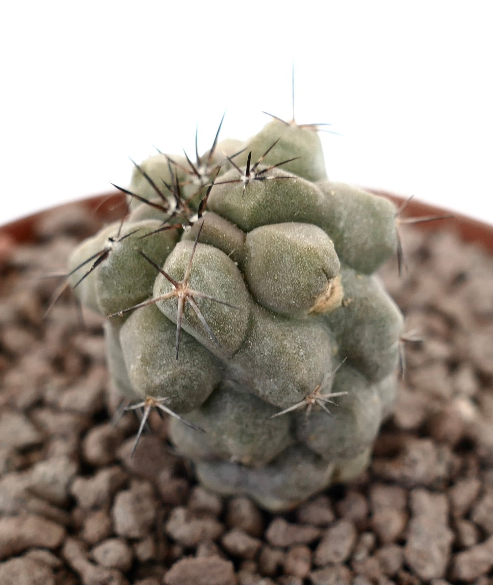 Copiapoa cinerea raro cactus succulento con spine corte scure e tubercoli arrotondati
