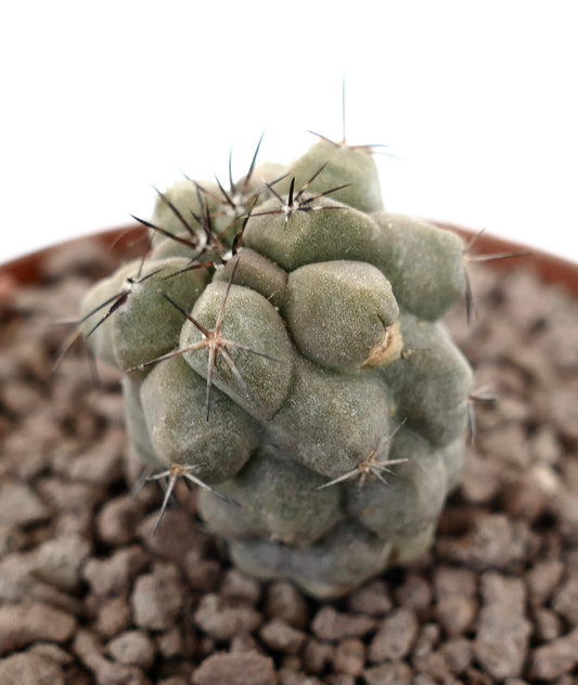 Copiapoa cinerea sjelden sukkulent kaktus med korte mørke torner og runde knoller