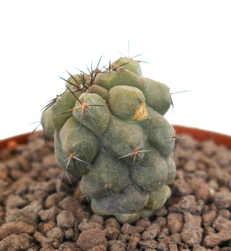 Copiapoa cinerea raro cactus succulento con spine corte e appuntite e superficie verde strutturata