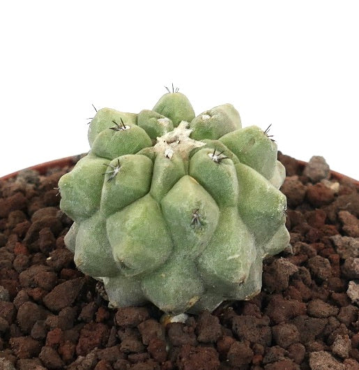 Copiapoa cinerea raro cactus succulento con tubercoli arrotondati e piccole spine in terriccio per piante