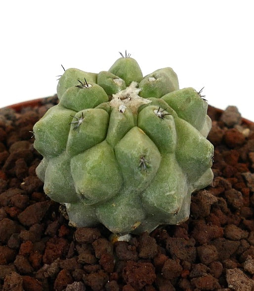 Copiapoa cinerea raro cactus succulento con tubercoli arrotondati e piccole spine
