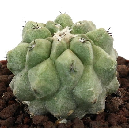 Copiapoa cinerea raro cactus succulento con tubercoli arrotondati e spine sparse