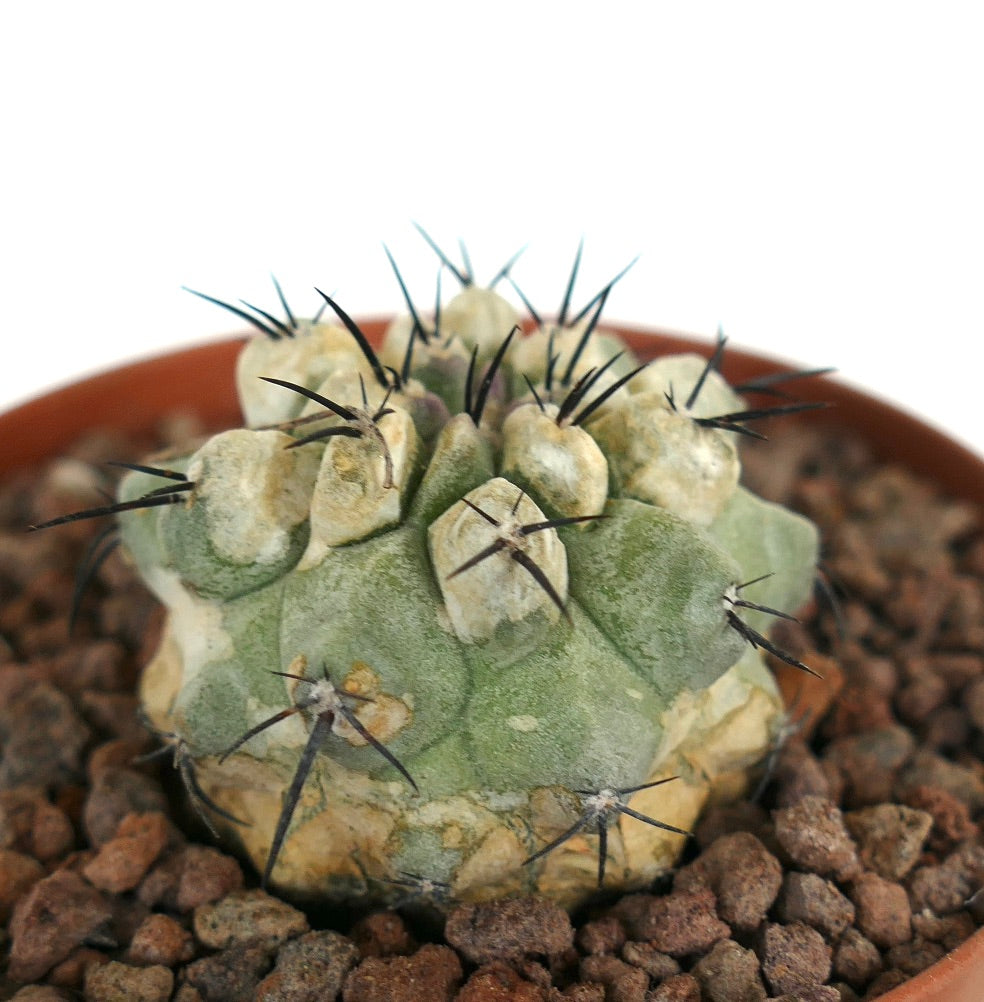 Copiapoa cinerea seltener, sukkulenter Kaktus mit dicken Dornen und strukturiertem grau-grünem Körper im Topf