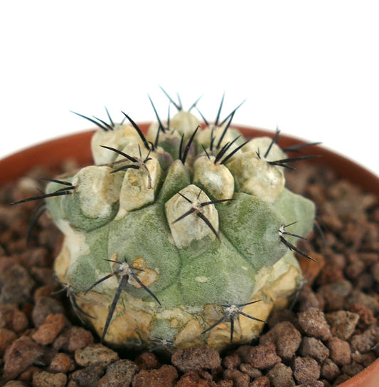 Copiapoa cinerea seltener, sukkulenter Kaktus mit dicken Dornen und strukturiertem grau-grünem Körper im Topf