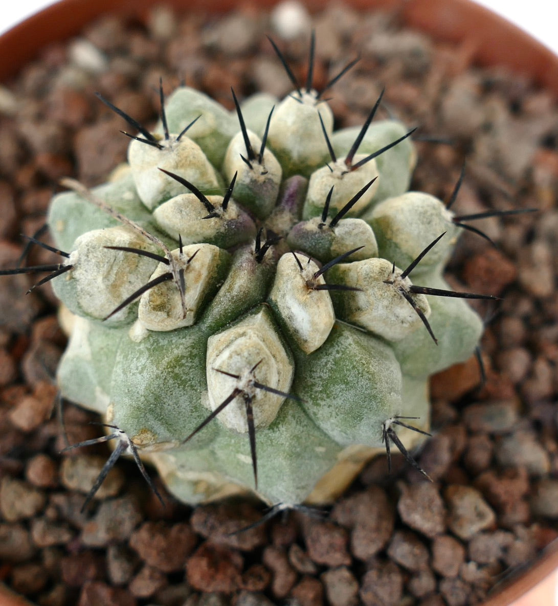 Copiapoa cinerea Sukkulente Kaktee mit grün-grauem, strukturiertem Körper und scharfen schwarzen Stacheln