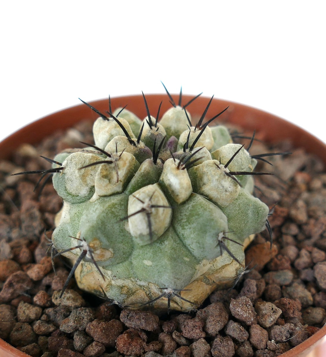 Copiapoa cinerea Sukkulente Kaktee mit dicken Stacheln und strukturiertem grün-grauem Körper im Topf