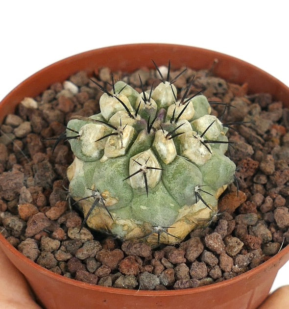 Copiapoa cinerea seltener Sukkulenten-Kaktus mit grün-grauen Warzen und schwarzen Stacheln im Topf