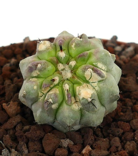 โคปิอาโพอา ซิเนเรอา ตะบองเพชรอวบน้ำหายากที่มีตุ่มกลมและหนามดำสั้น