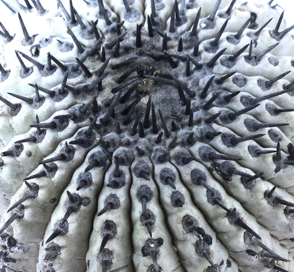 Copiapoa cinerea succulent cactus with dense black spines and wrinkled grayish body close-up