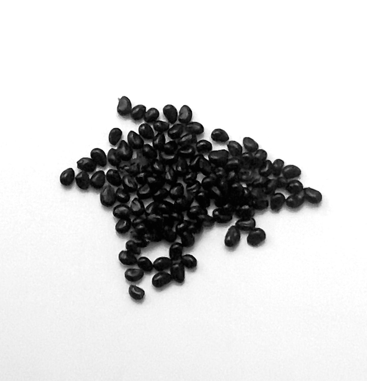 Copiapoa cinerea small black cactus seeds for succulent plant propagation and growth