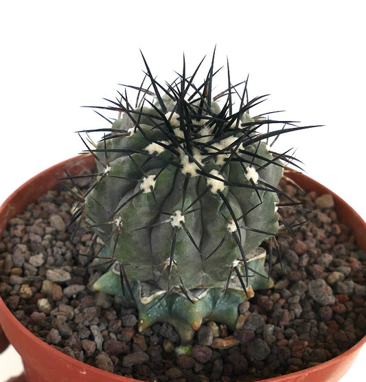 Copiapoa cinerea succulent cactus with gray body and prominent black spines in pot