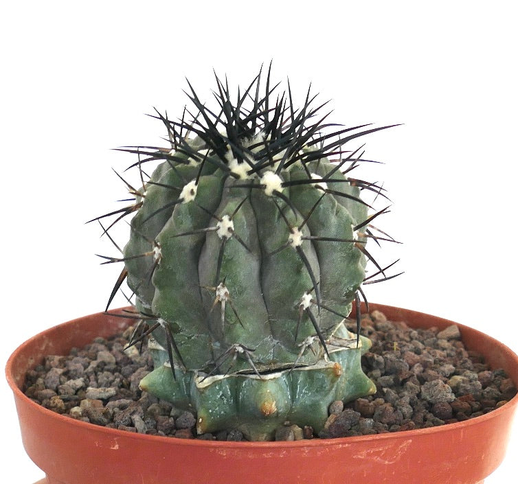 新品　COPIAPOA CINEREA  FlowerSeason Copiapoa cinerea | Rare Species for Collectors