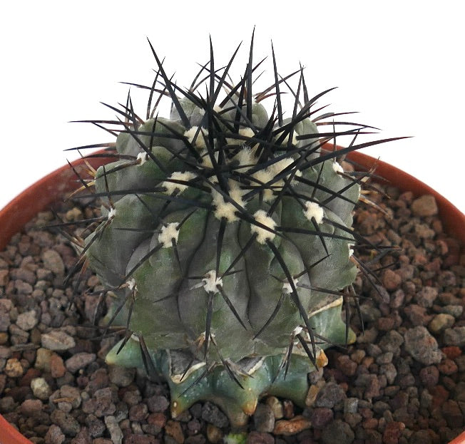 Copiapoa cinerea | Rare Species for Collectors