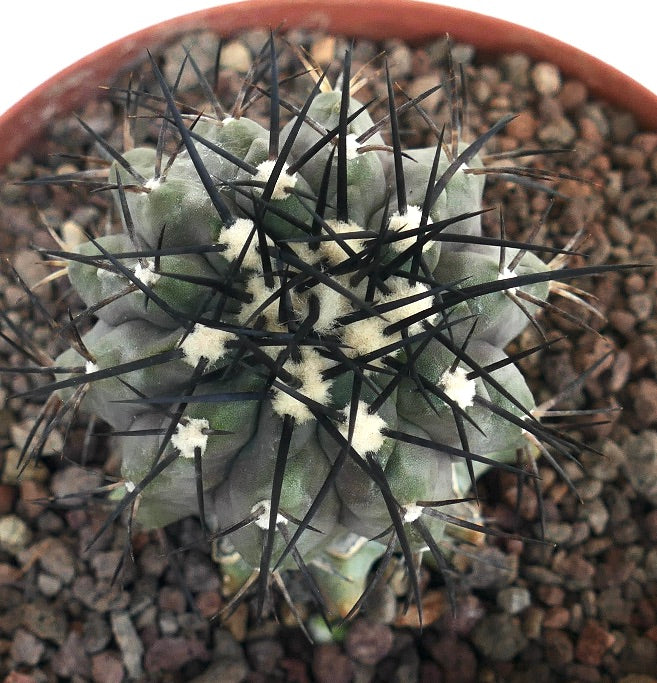 Copiapoa cinerea | Rare Species for Collectors