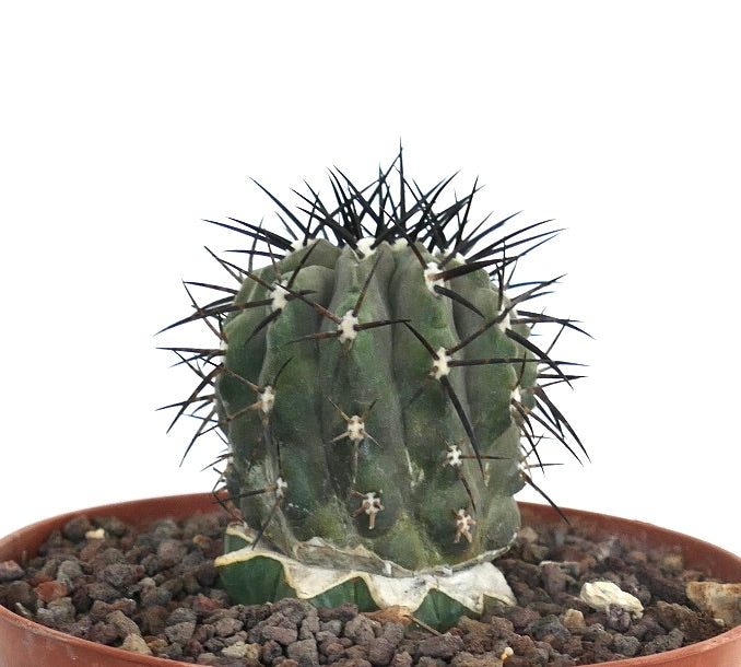 Copiapoa cinerea succulent cactus with thick ribs and long dark spines in pot