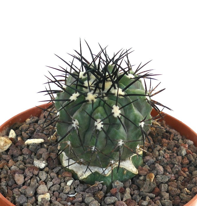 Copiapoa cinerea | Rare Species for Botanical Enthusiasts