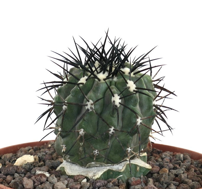 Copiapoa cinerea small succulent cactus with thick black spines and textured green body