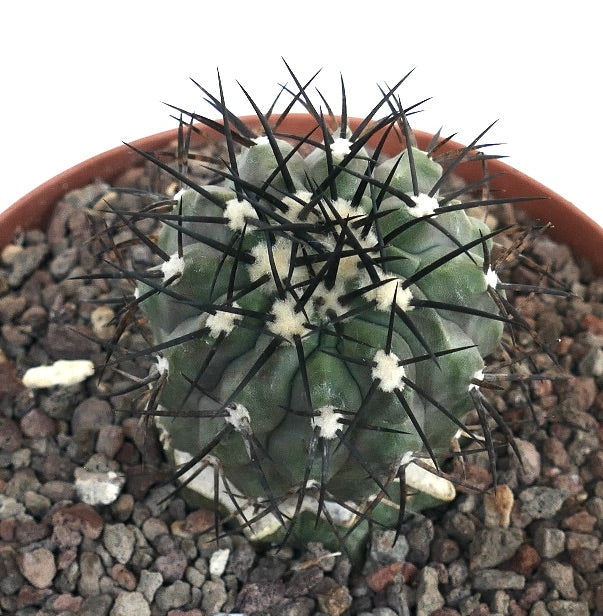 Copiapoa cinerea small succulent cactus with dark sharp spines and rounded green body