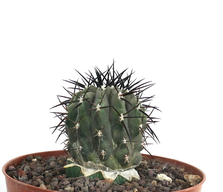 Copiapoa cinerea | Rare Species for Botanical Enthusiasts
