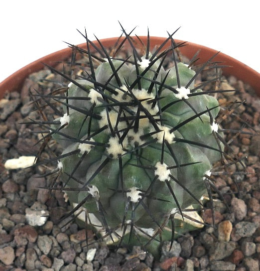Copiapoa cinerea | Rare Species for Botanical Enthusiasts