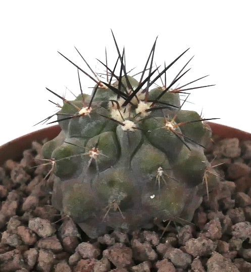 Copiapoa cinerea small succulent cactus with dark long spines and textured green body