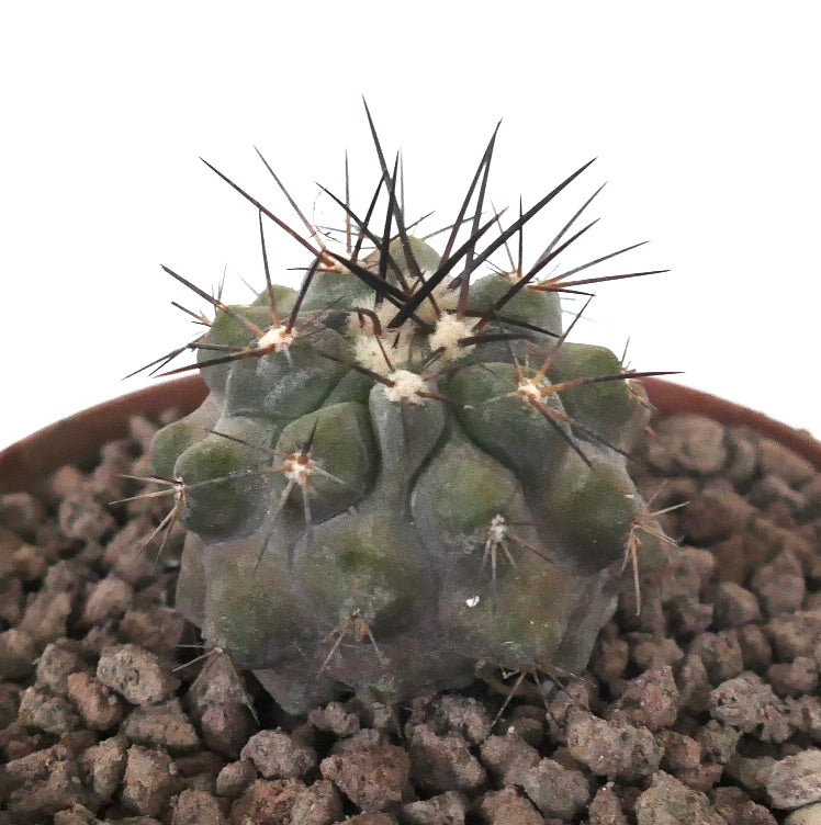 Copiapoa cinerea rare succulent cactus with dark long spines and textured green body