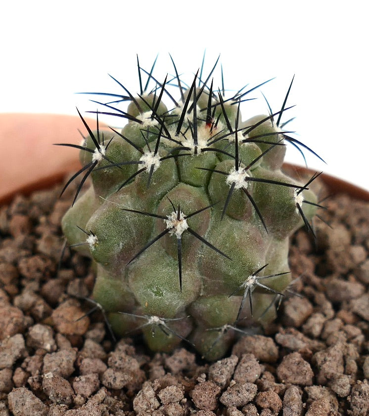 Copiapoa cinerea small succulent cactus with dense black spines and rounded tubercles