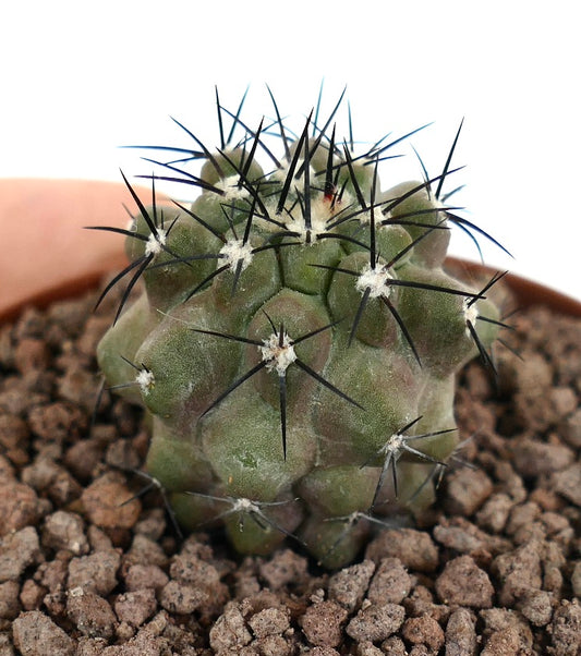 Copiapoa cinerea small succulent cactus with dense black spines and rounded tubercles