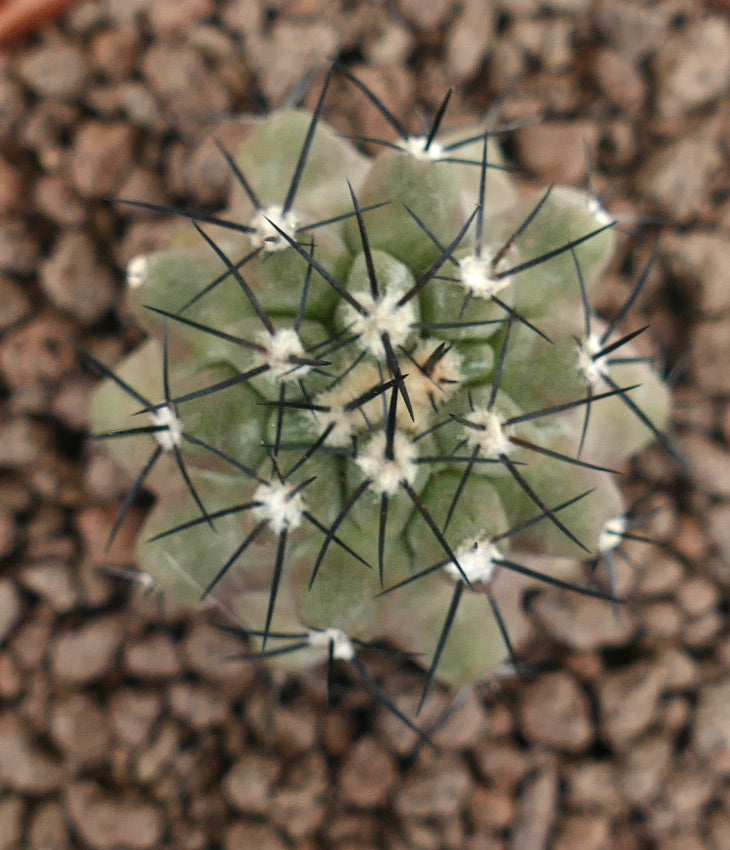 Copiapoa cinerea succulent cactus with dense black spines and pale green body on gravel