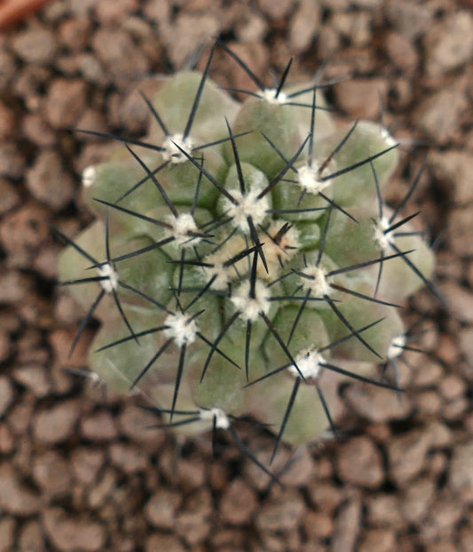 Copiapoa cinerea succulent cactus with dense black spines and pale green body on gravel