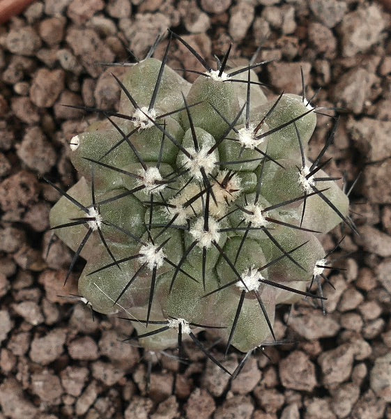Copiapoa cinerea succulent cactus with thick spines and rounded green body