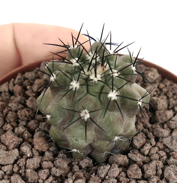 Copiapoa cinerea small succulent cactus with dense black spines and textured green body