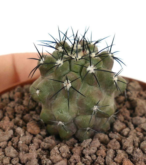Copiapoa cinerea small succulent cactus with thick spines and textured green body in pot