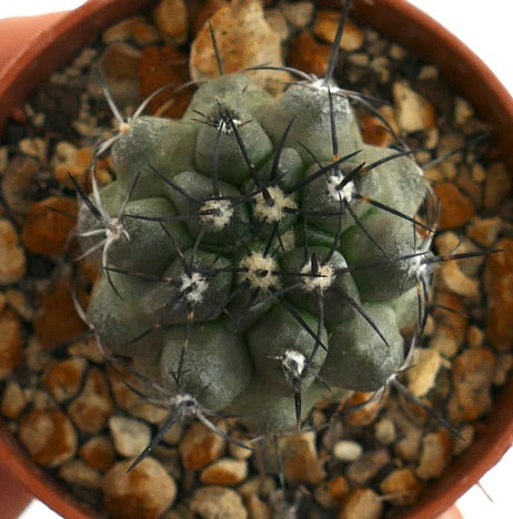 Copiapoa cinerea rare succulent cactus seedling with dense gray-green body and long dark spines