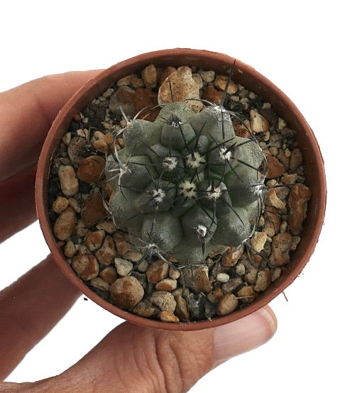 Copiapoa cinerea rare succulent cactus seedling with dense gray body and long black spines