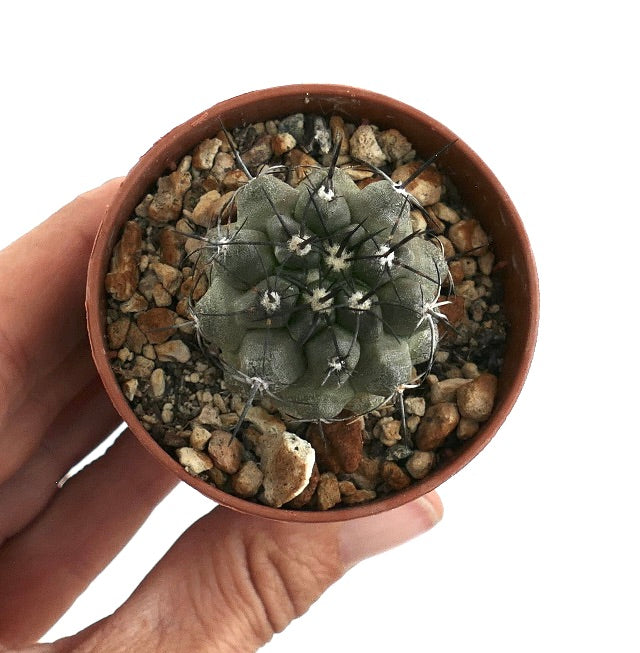 코피아포아 시네레아 희귀 다육 선인장 묘목, 빽빽한 회색 몸체와 긴 검은 가시