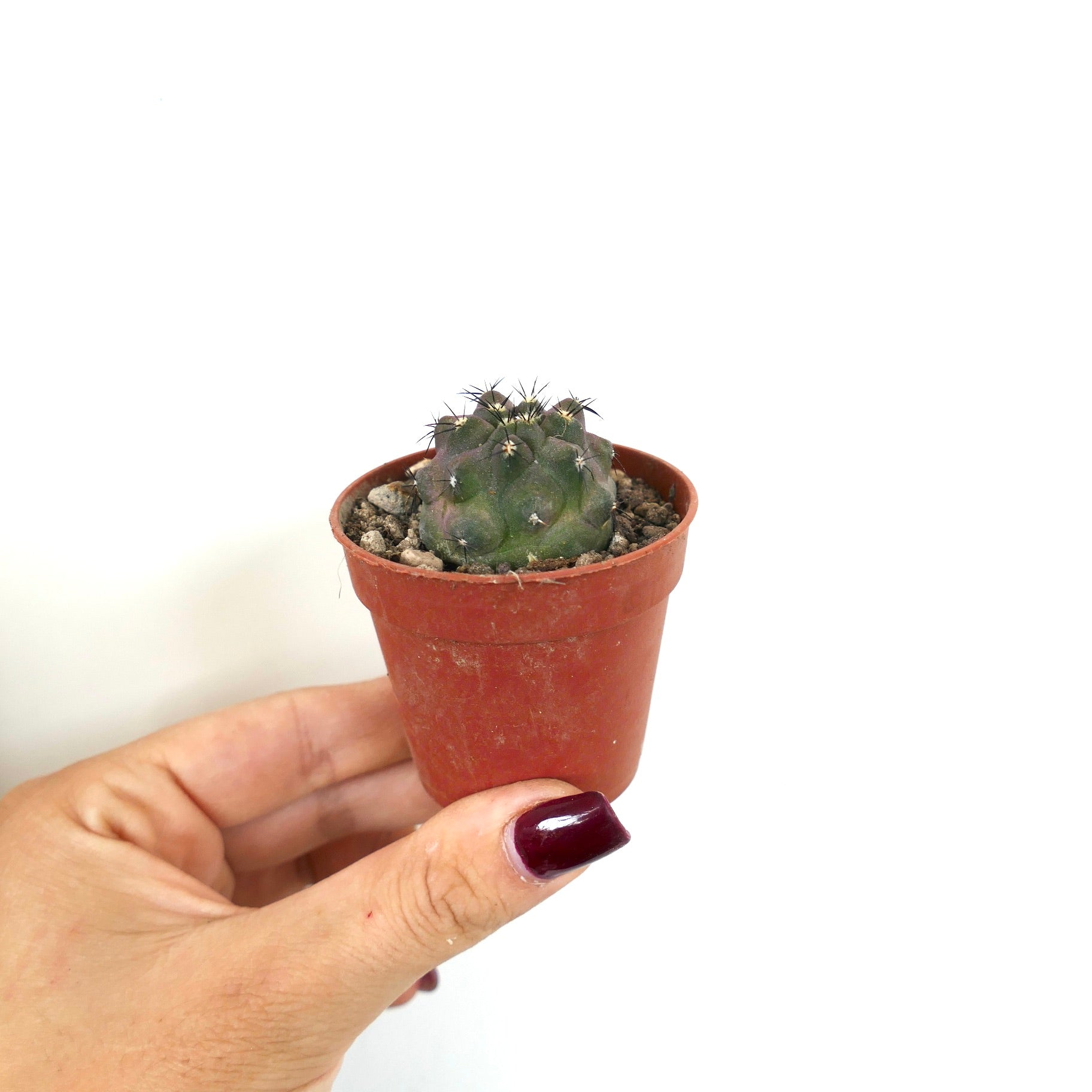 Copiapoa cinerea small succulent cactus with short dark spines in terracotta pot held by hand