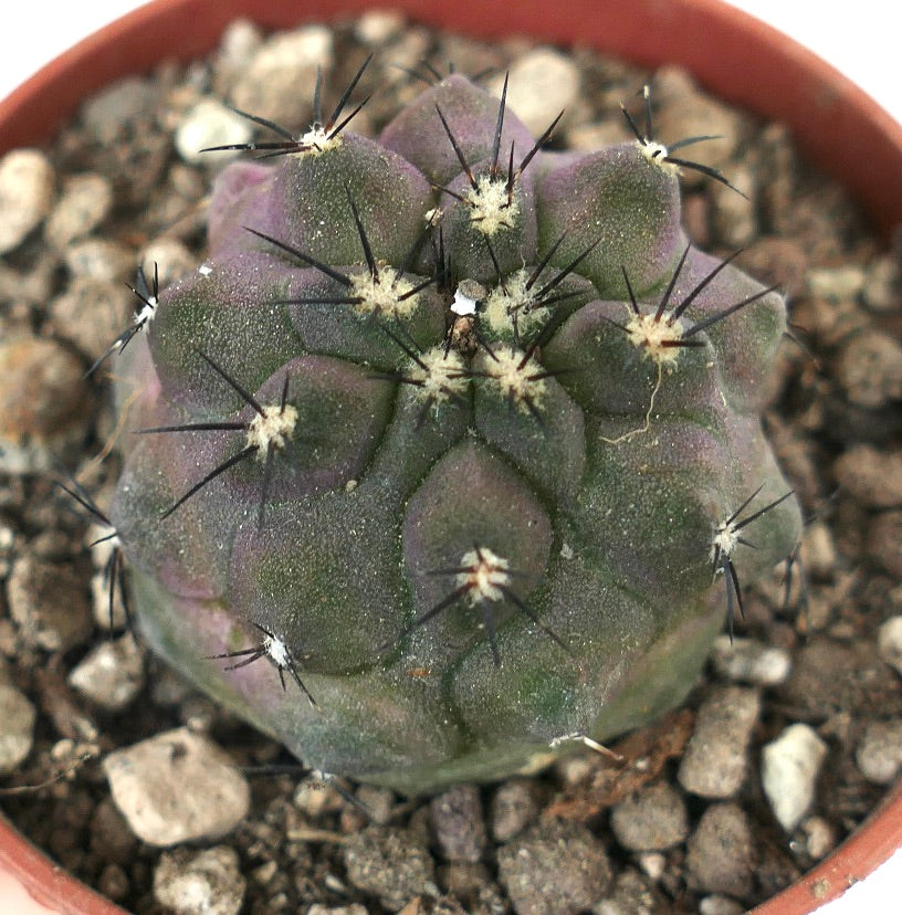 Copiapoa cinerea small round cactus with short dark spines and purple-green body in pot